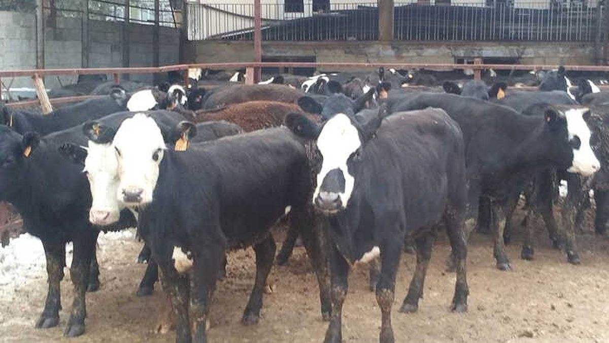 Genç Çiftçilere 310 Adet Büyükbaş Hayvan Dağıtıldı