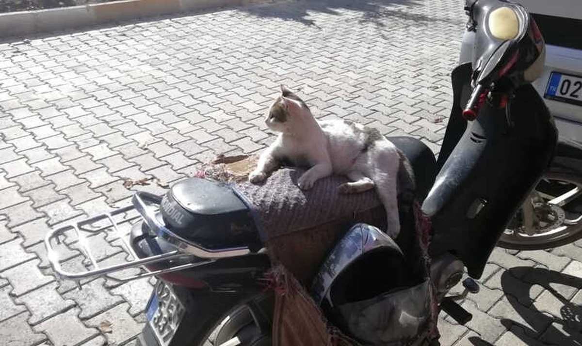 Güneşli Hava Sokak Hayvanlarına Yaradı