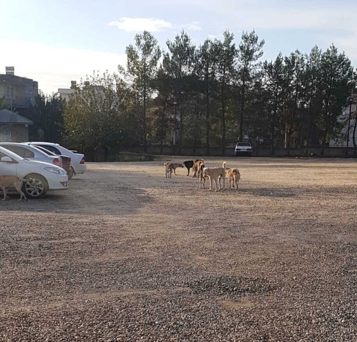 Hastane Otoparkında Başıboş Köpek Paniği