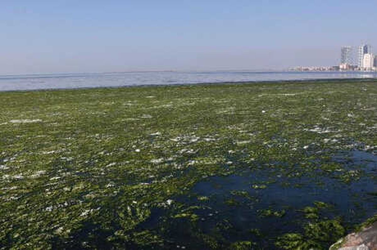 İzmir\'de Deniz Üstü Marulla Kaplandı