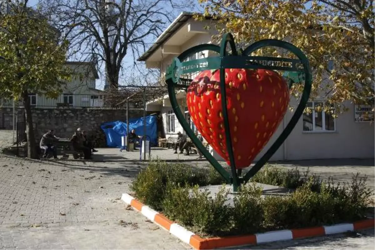 Mahmudiye Çileğinde Sezonun Son Hasadı Yapılıyor