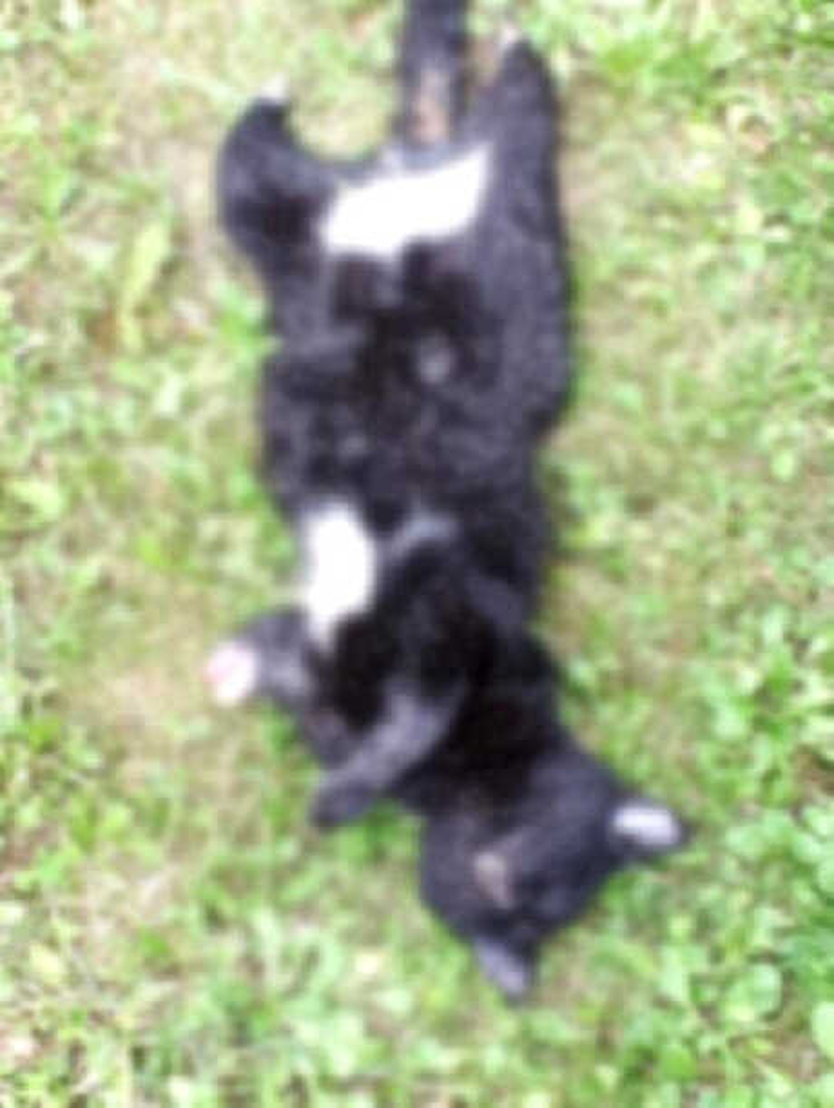 Ordu\'da Yavru Kedi Ayakları Kesilmiş Halde Ölü Bulundu