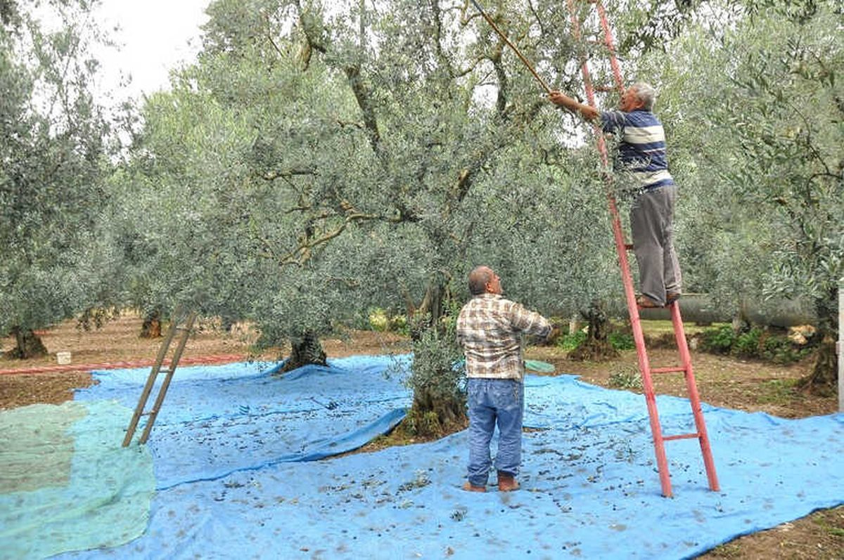 Zeytin Yerine Kendileri Yere Düştüler: 1 Ölü, 36 Yaralı