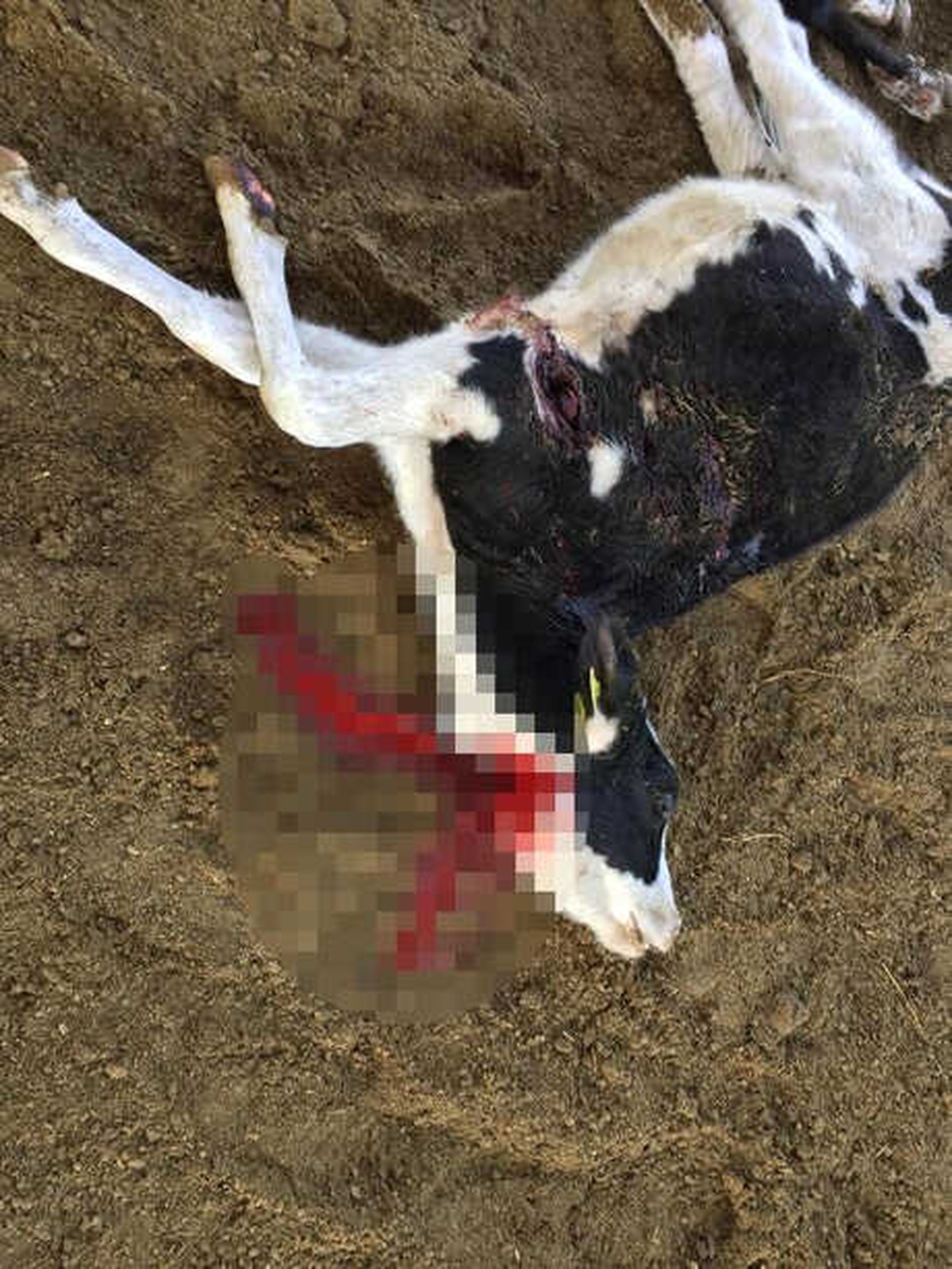 Besiciler Hayvanlarını Köpeklerden Korumak İçin Tüfekle Nöbete Başladı
