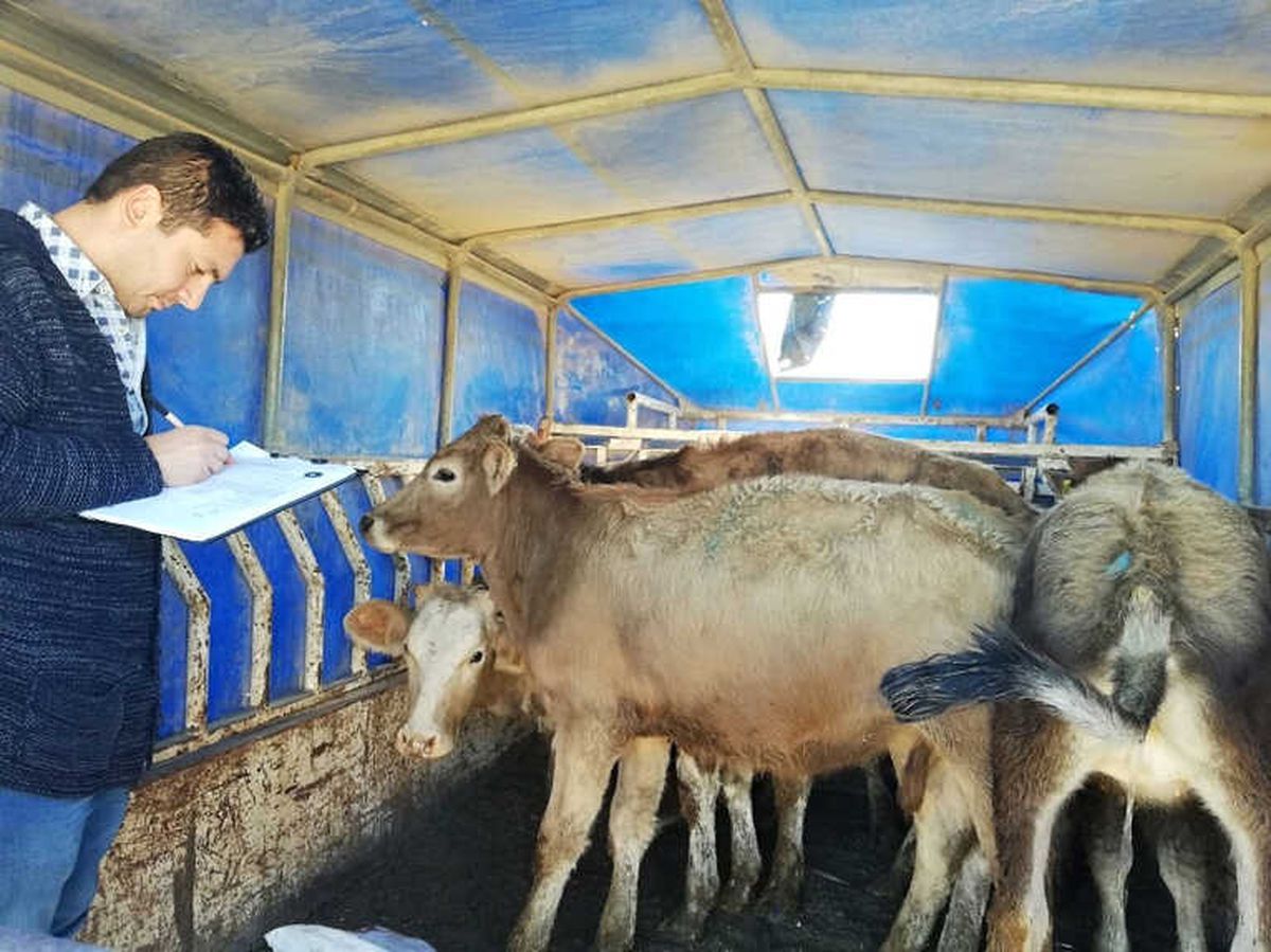 Genç Çiftçilere Büyükbaş Hayvan Dağıtıldı