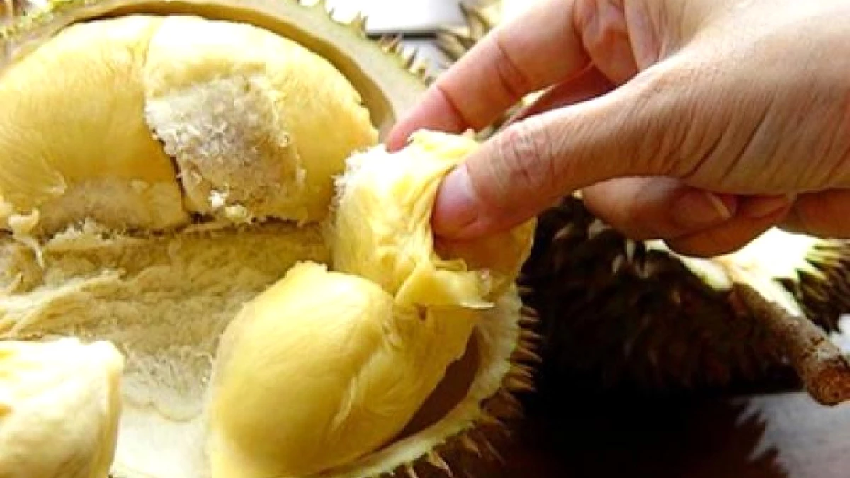 Kötü Kokusuyla Bilinen Durian Meyvesi, Uçağa Rötar Yaptırdı