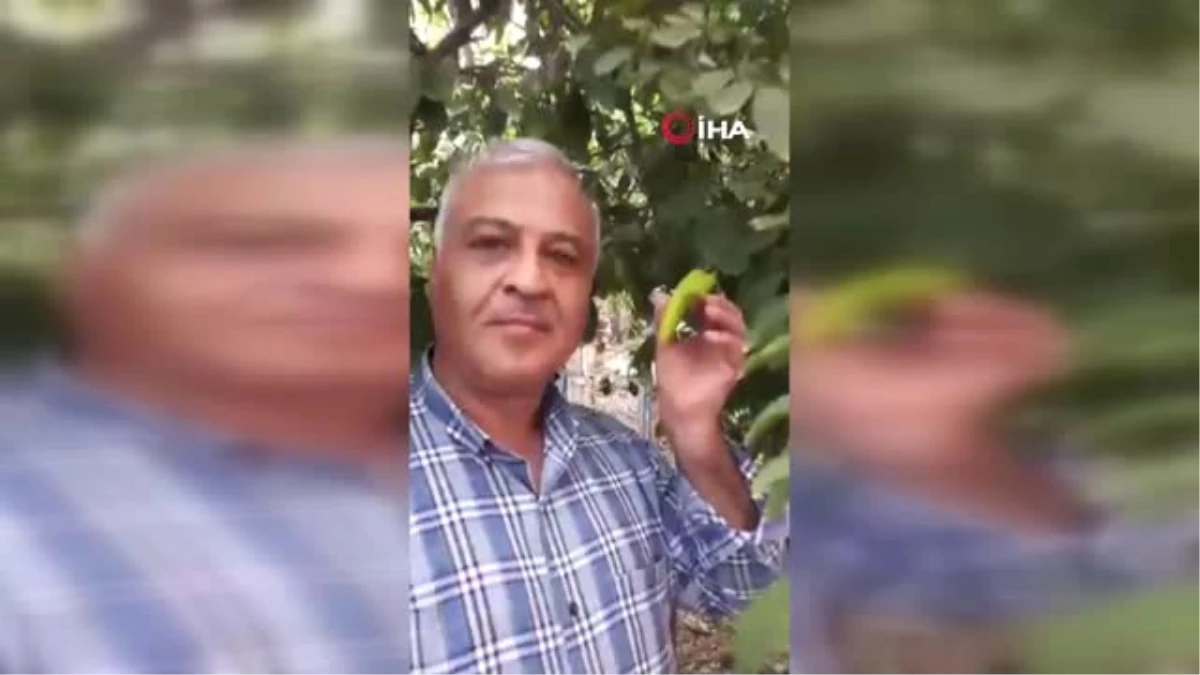 Limon Ağacı Biber Görünümlü Meyve Verdi