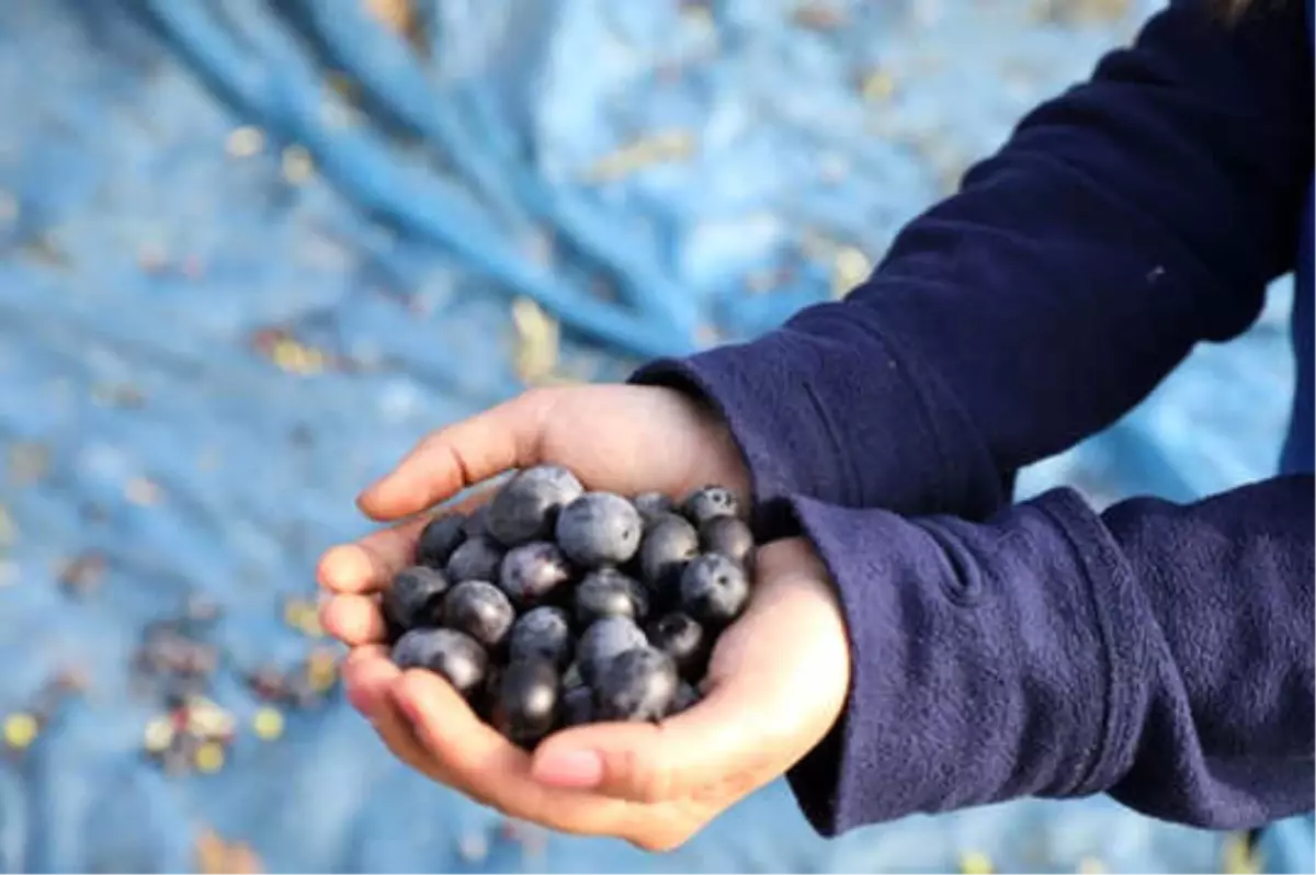 Marmarabirlik\'ten Ortaklarına İlave Teslimat Hakkı
