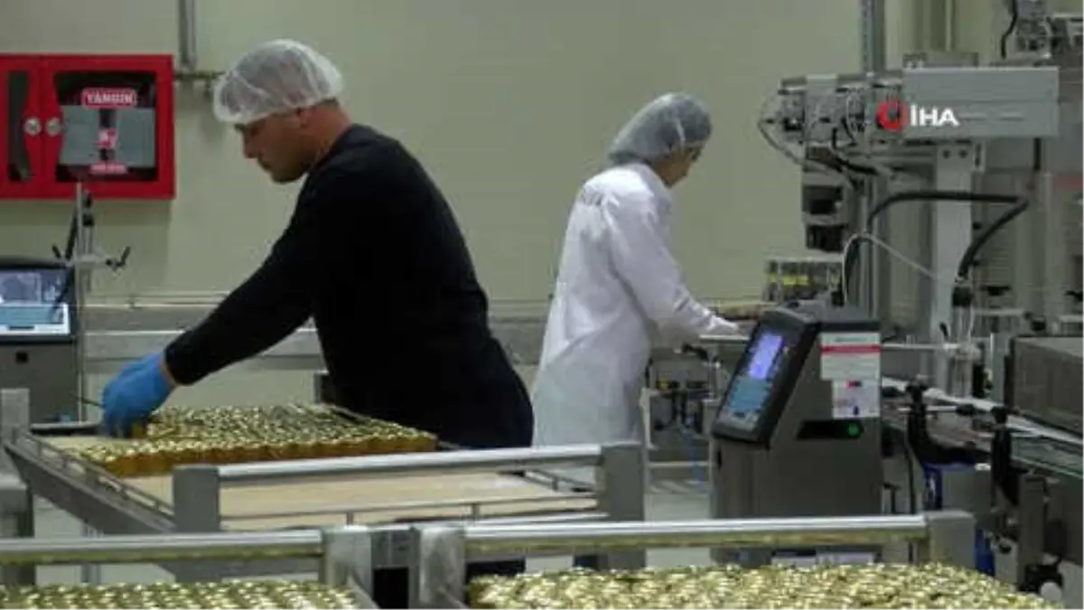 Ordu\'da Analiz Edilen 150 Ton Bal, Almanya\'ya İhraç Ediliyor