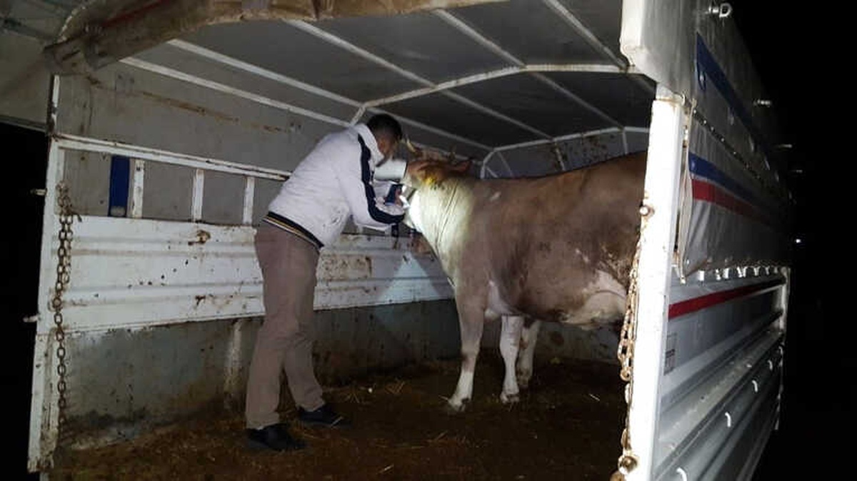Ordu\'da Hayvan Hareketlerine Sıkı Kontrol