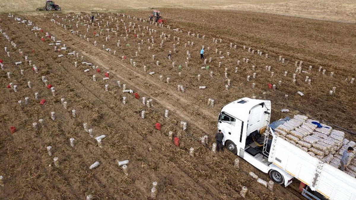 Ahlat Patatesi Yüz Güldürüyor