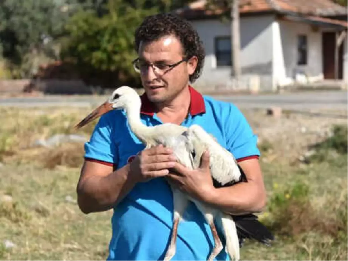 Tedavi Edilen Yavru Leylek, Doğaya Salındı