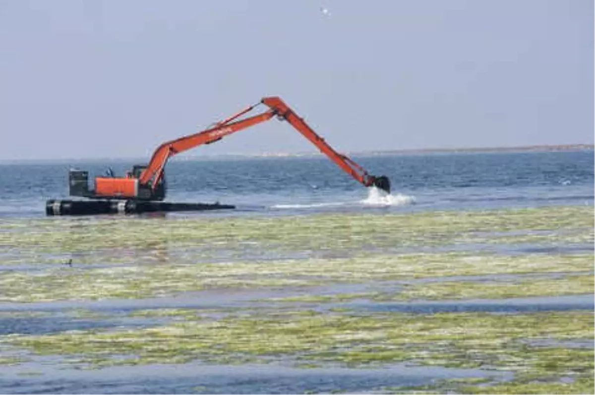 Temizliği Süren Deniz Marulundaki Beyazlaşma İçin Açıklama Geldi