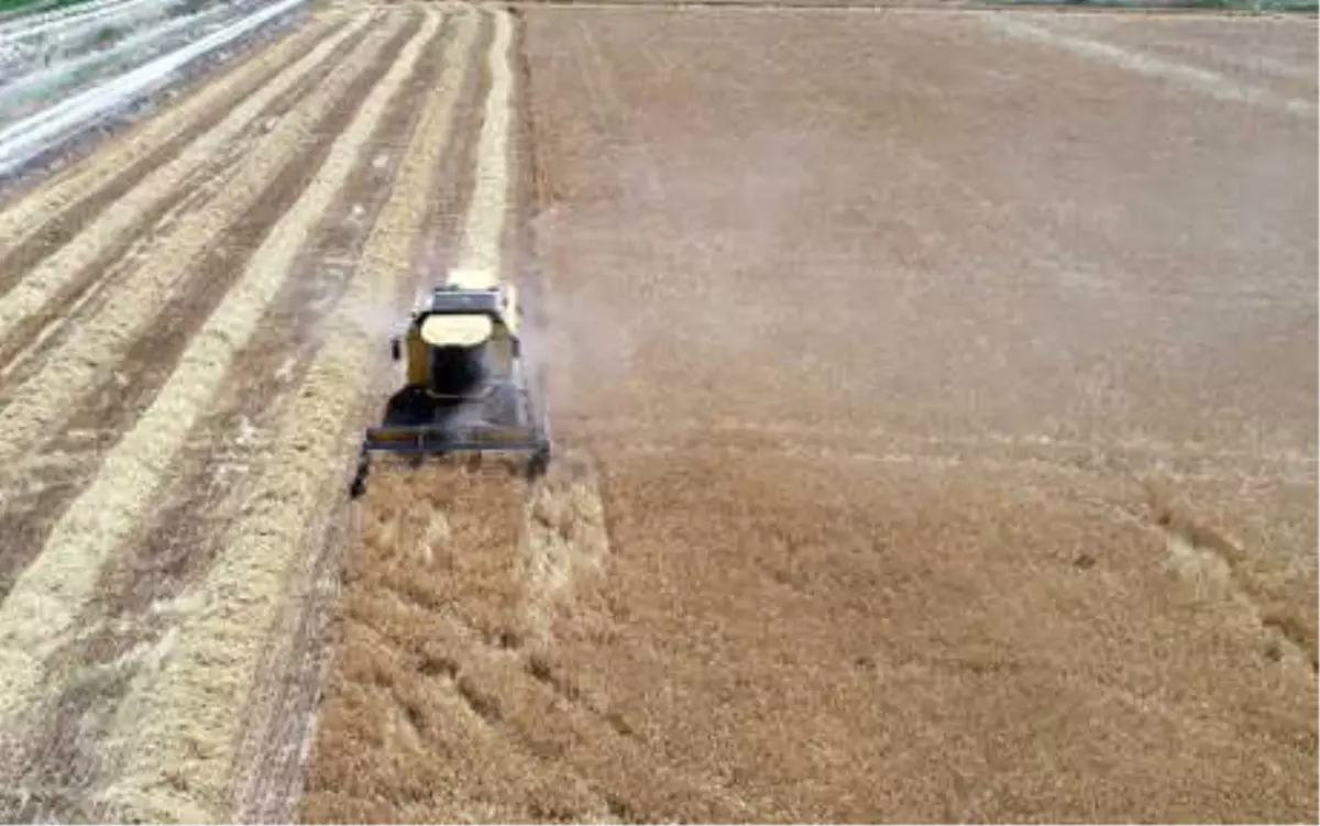 Buğday Ambarı Konya Ovası, Arpa Ambarı Olma Yolunda İlerliyor