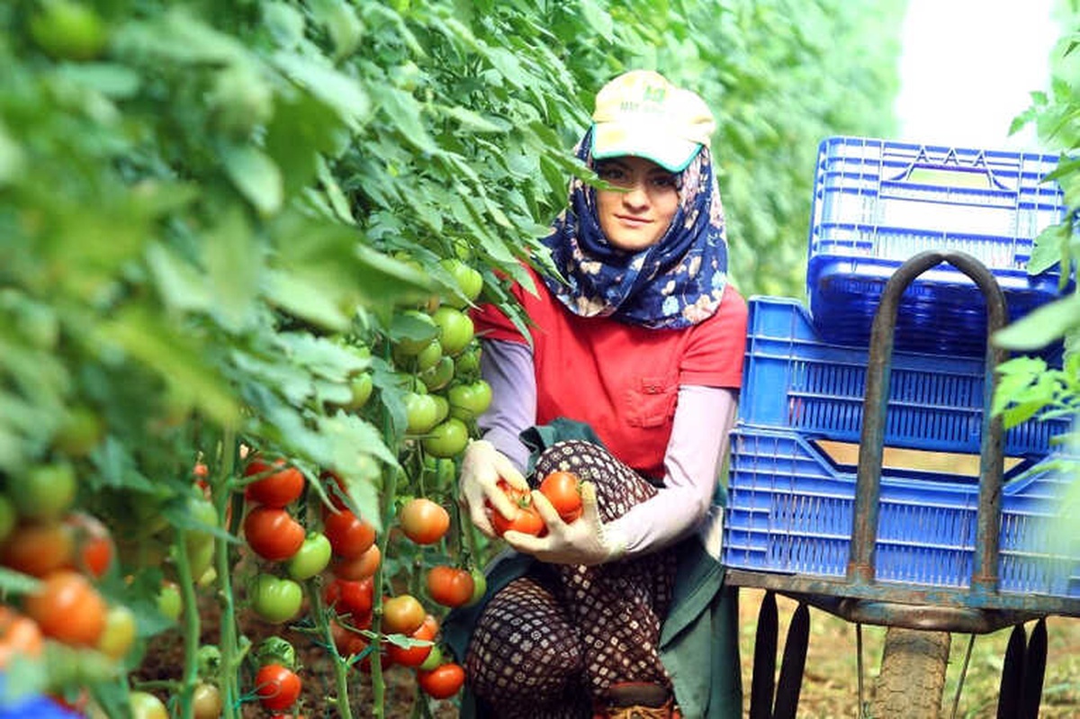 Domatesin Fiyatı Yeniden Artışa Geçti