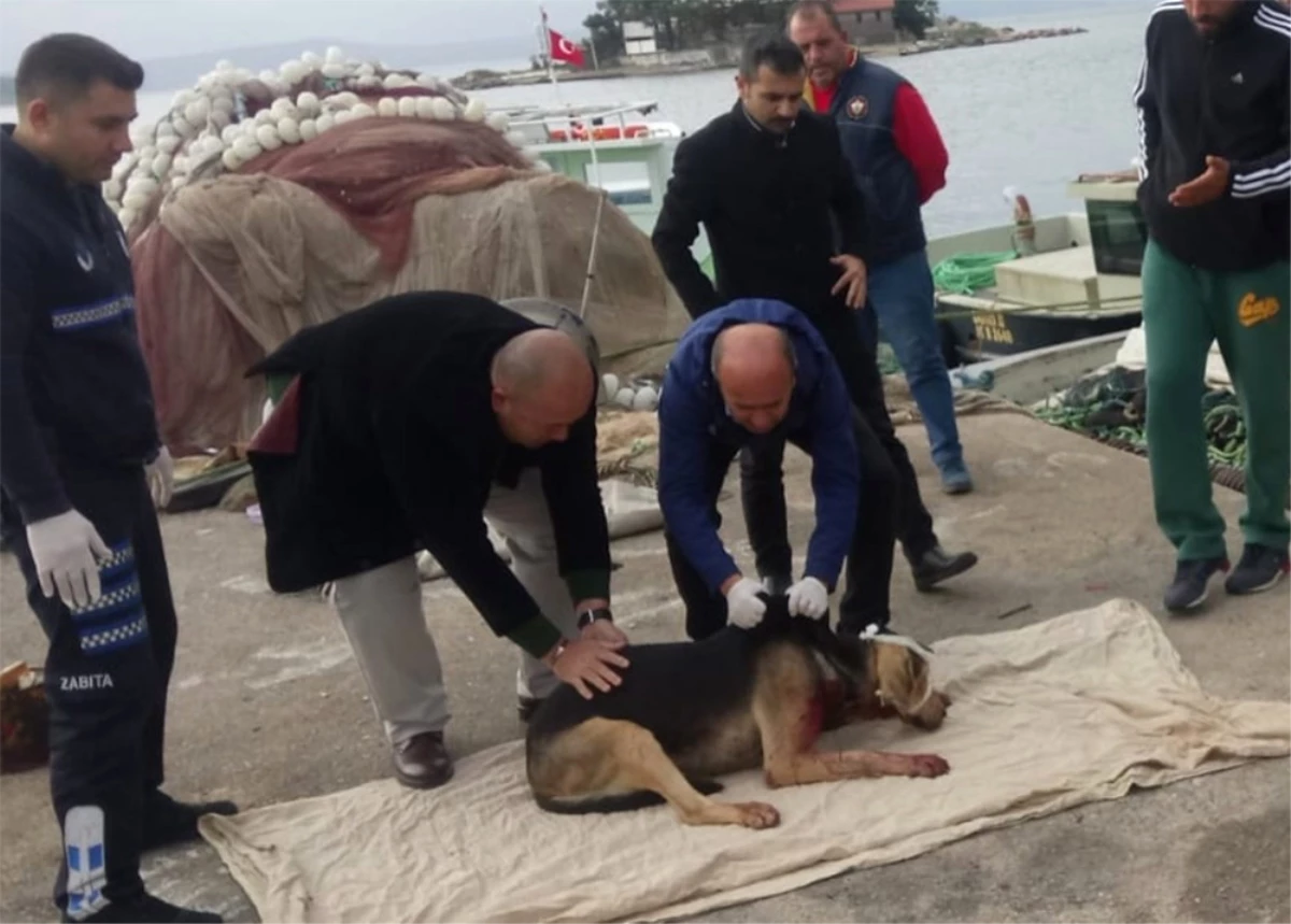 Kendisine Saldırdığını Öne Sürdüğü Köpeği Bıçakladı