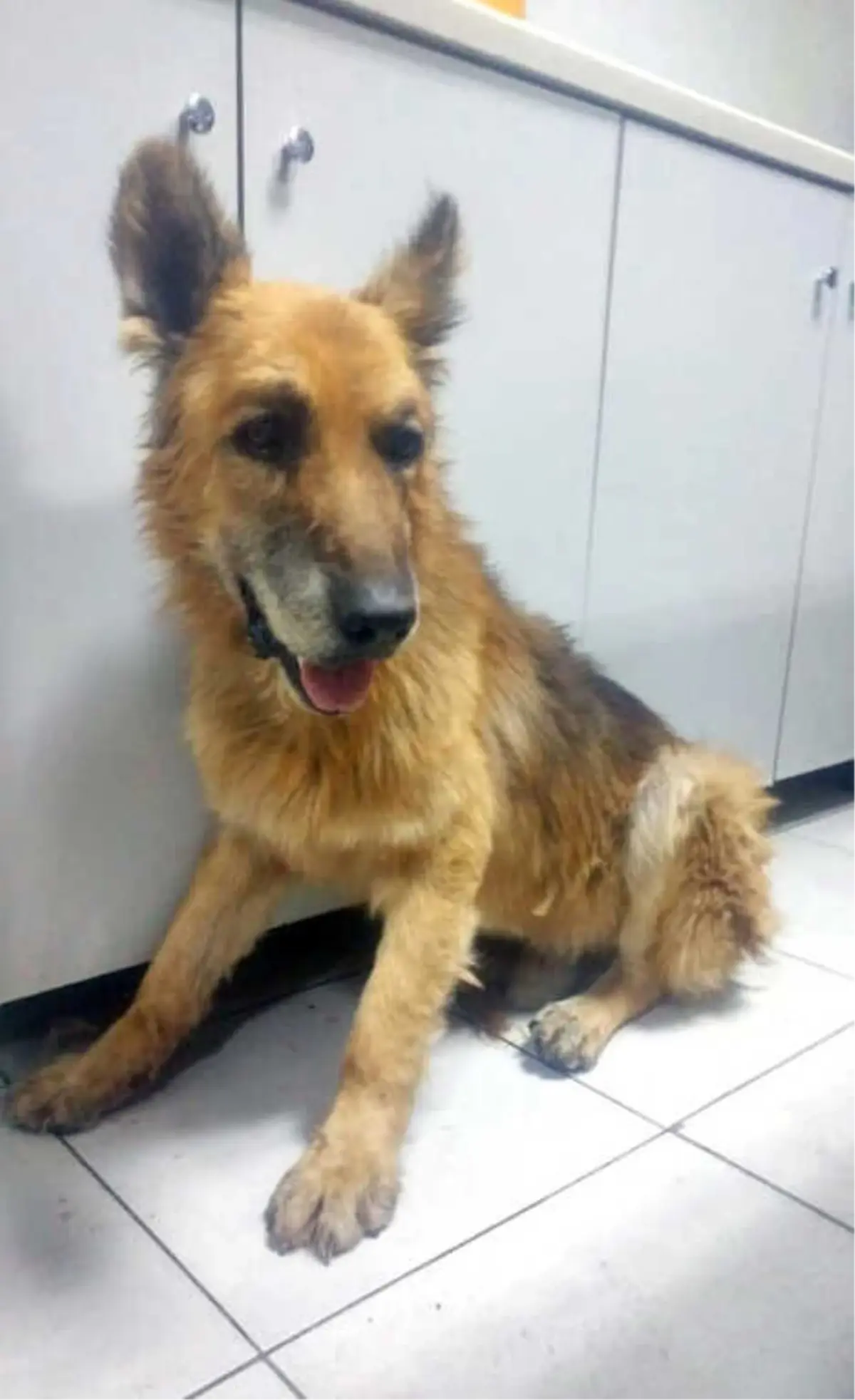 Köpeği Sürükleyen Barınak Görevlisine Soruşturma