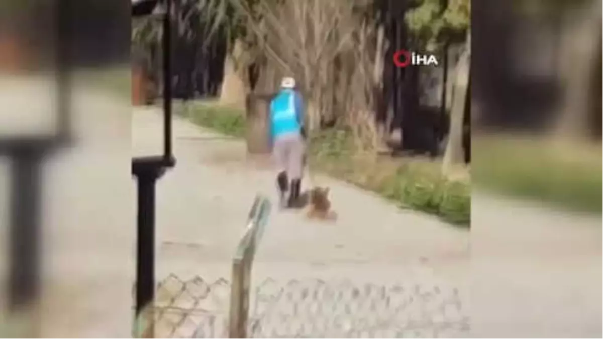 Köpeği Sürükleyen Barınak Görevlisine Soruşturma