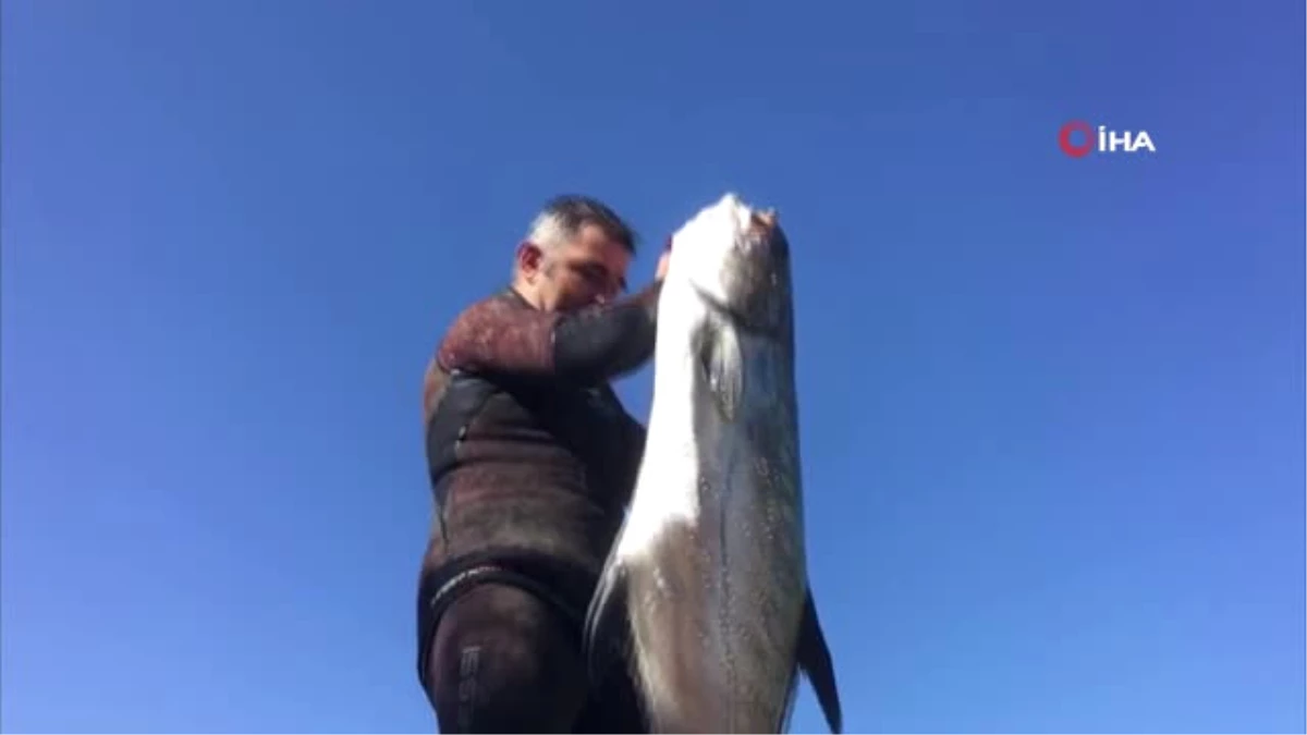 Zıpkınla 1,5 Metre Boyunda 40 Kiloluk Liça Balığını Avladı