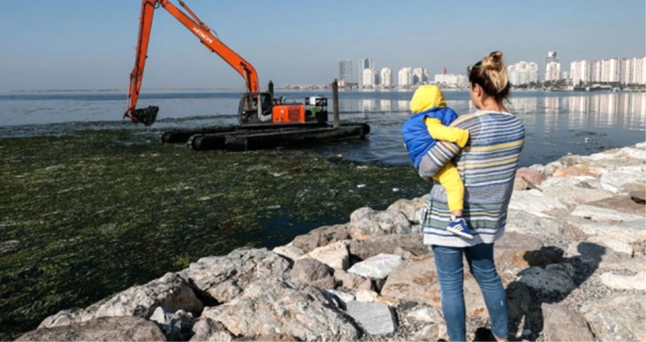 İzmir Körfezi\'ni Kaplayan Deniz Marulları Zehirlenme ve Hafıza Kaybına Neden Oluyor