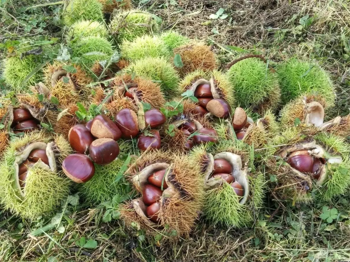 Karadeniz\'de Fındığa Alternatif Kestane