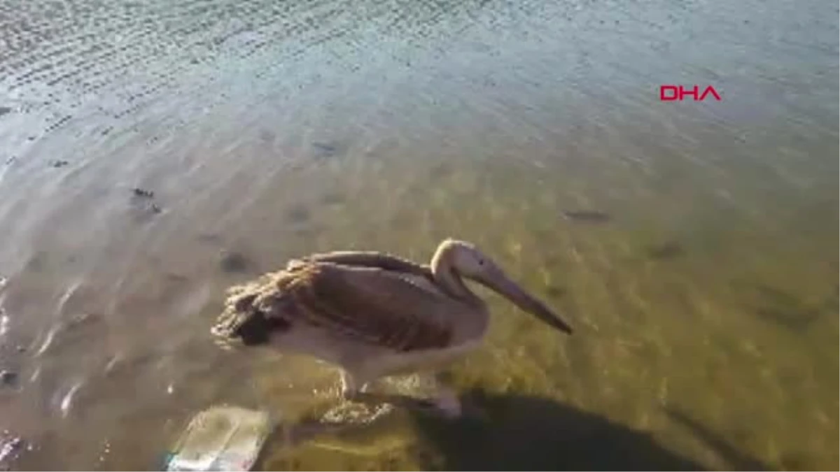 Kütahya Gölet Kenarında Bulunan Yaralı Pelikan Tedaviye Alındı