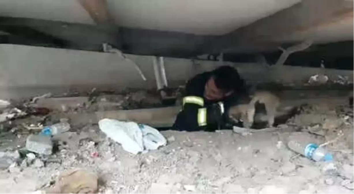 Yavru Köpek, Konteynerin Altından Vinçle Kurtarıldı