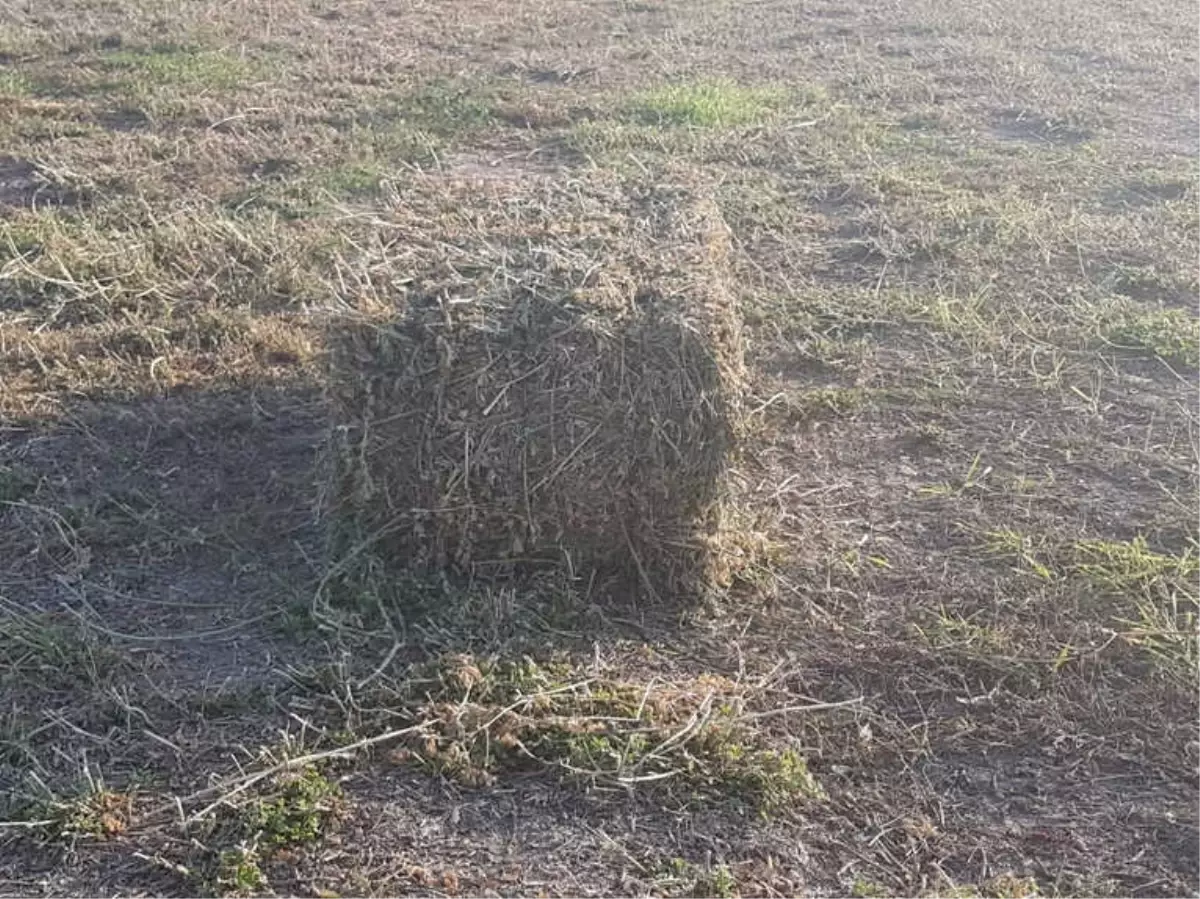 Yonca Balyası Çalan Şahıs Yakalandı