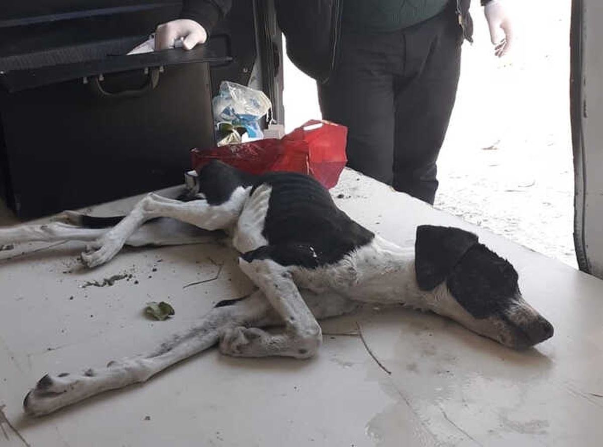 Zehirlenen Köpeğe Vatandaşlar Sahip Çıktı