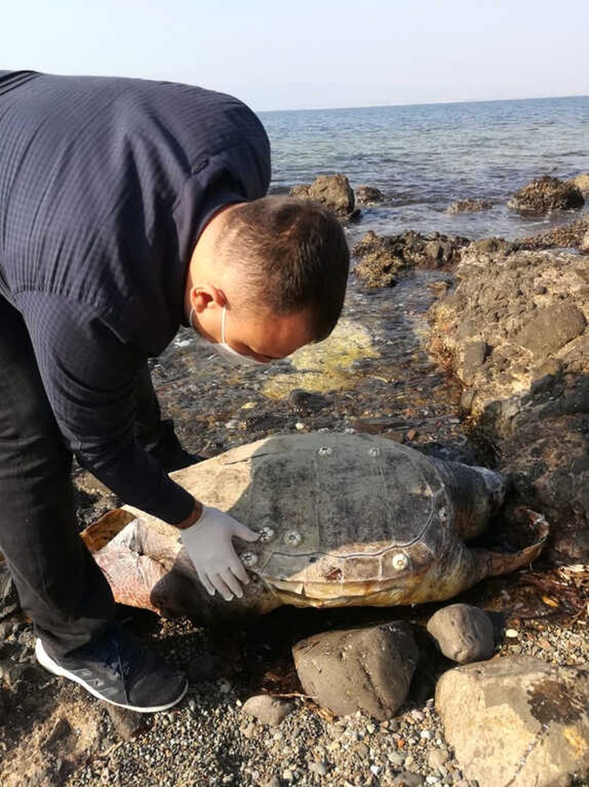 Aliağa\'da Caretta Caretta Sahilde Ölü Bulundu