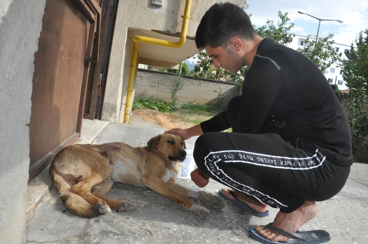 Arabanın Çarptığı Köpeğe Belediye Sahip Çıktı