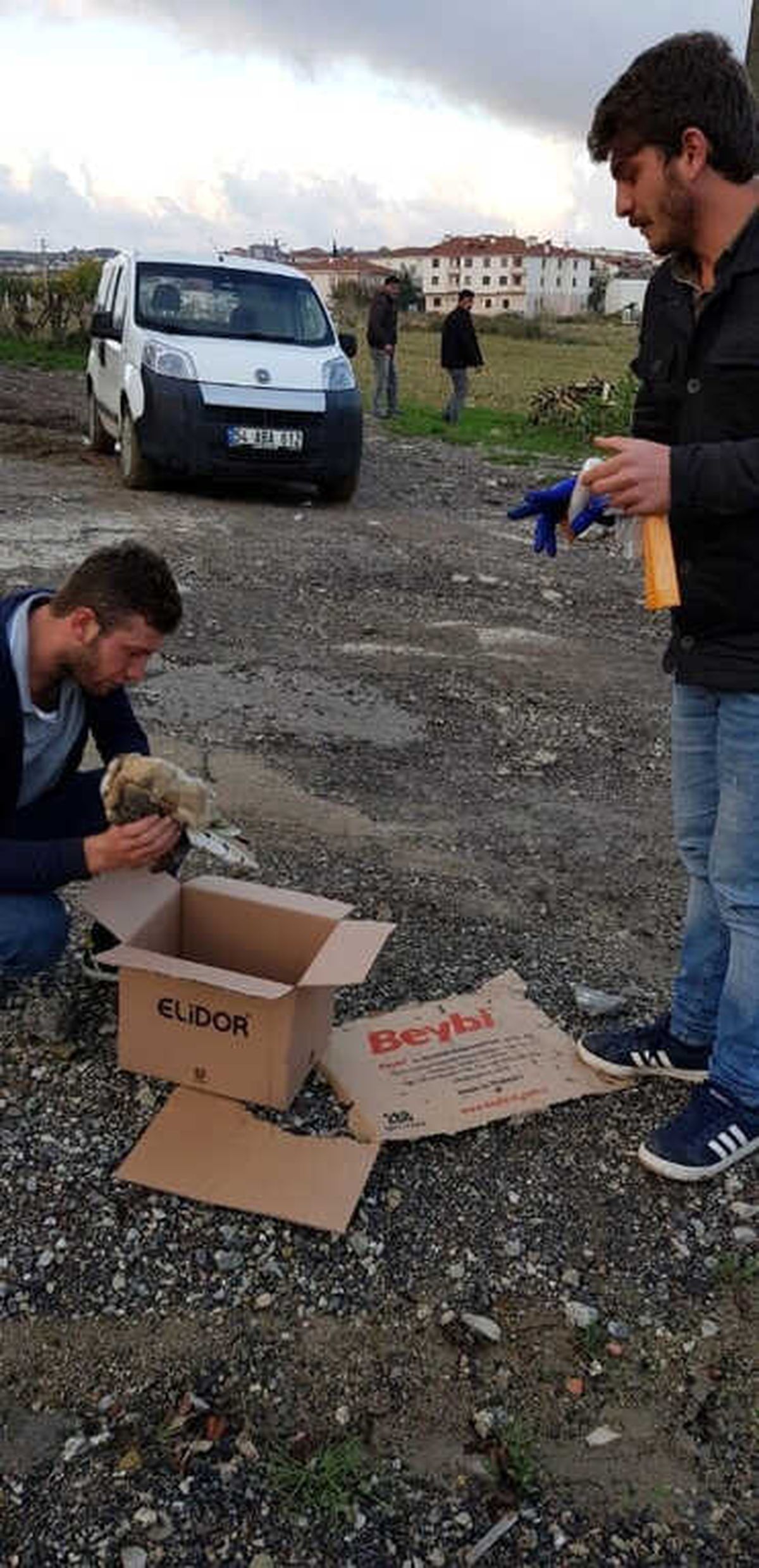 Kaynarca\'da Yaralı Peçeli Baykuş Bulundu