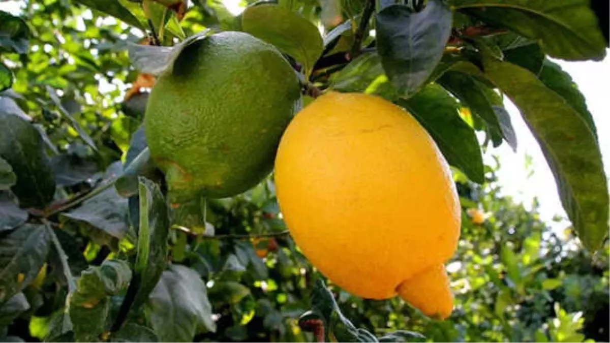 Limonda Üretim Arttı Fiyatlar Düştü