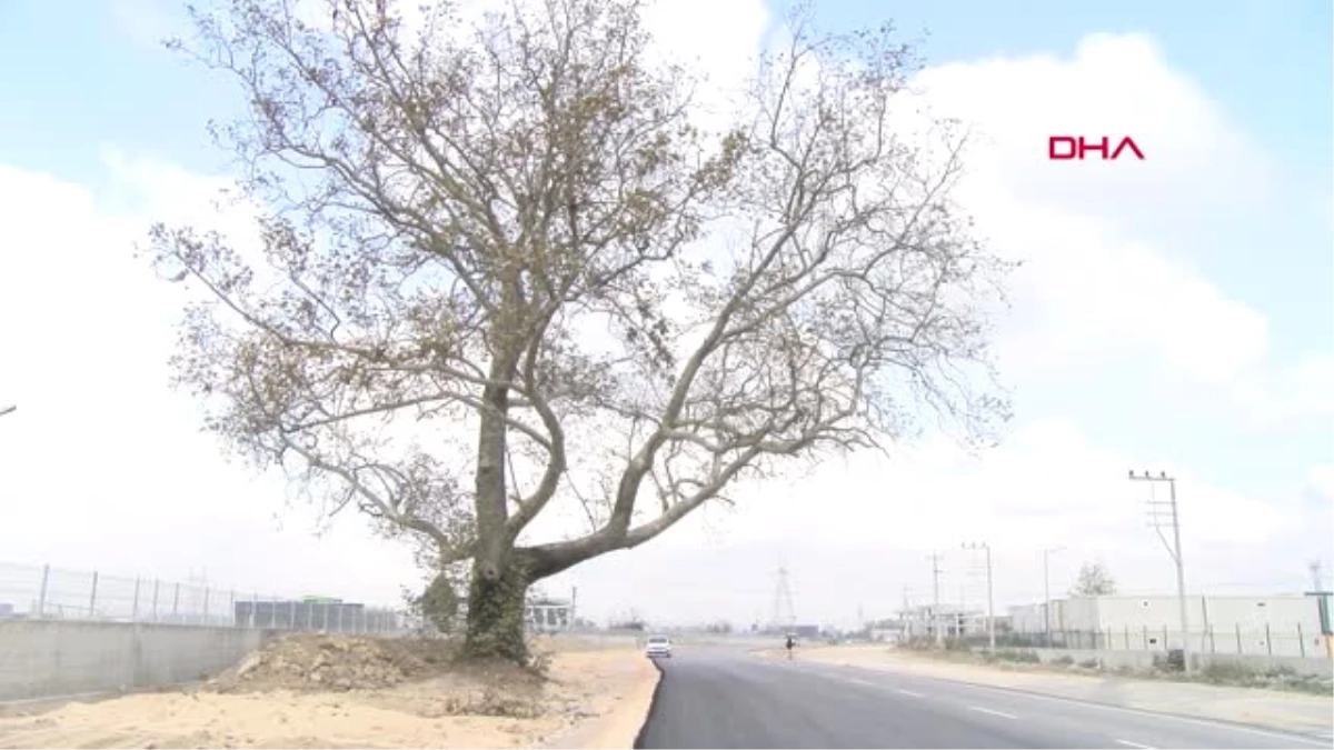 Sakarya 270 Yıllık Çınar Ağacına Zarar Gelmemesi İçin Yol Projesi Değişti