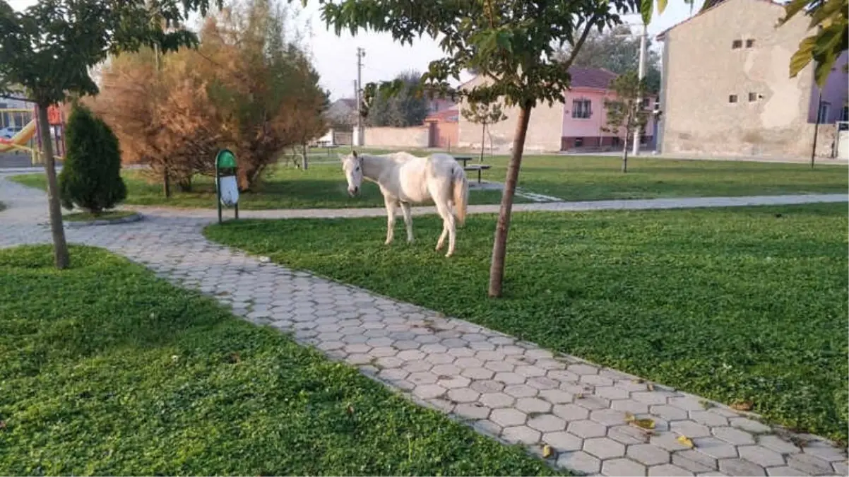 Başıboş Atlar Cirit Atmaya Devam Ediyor