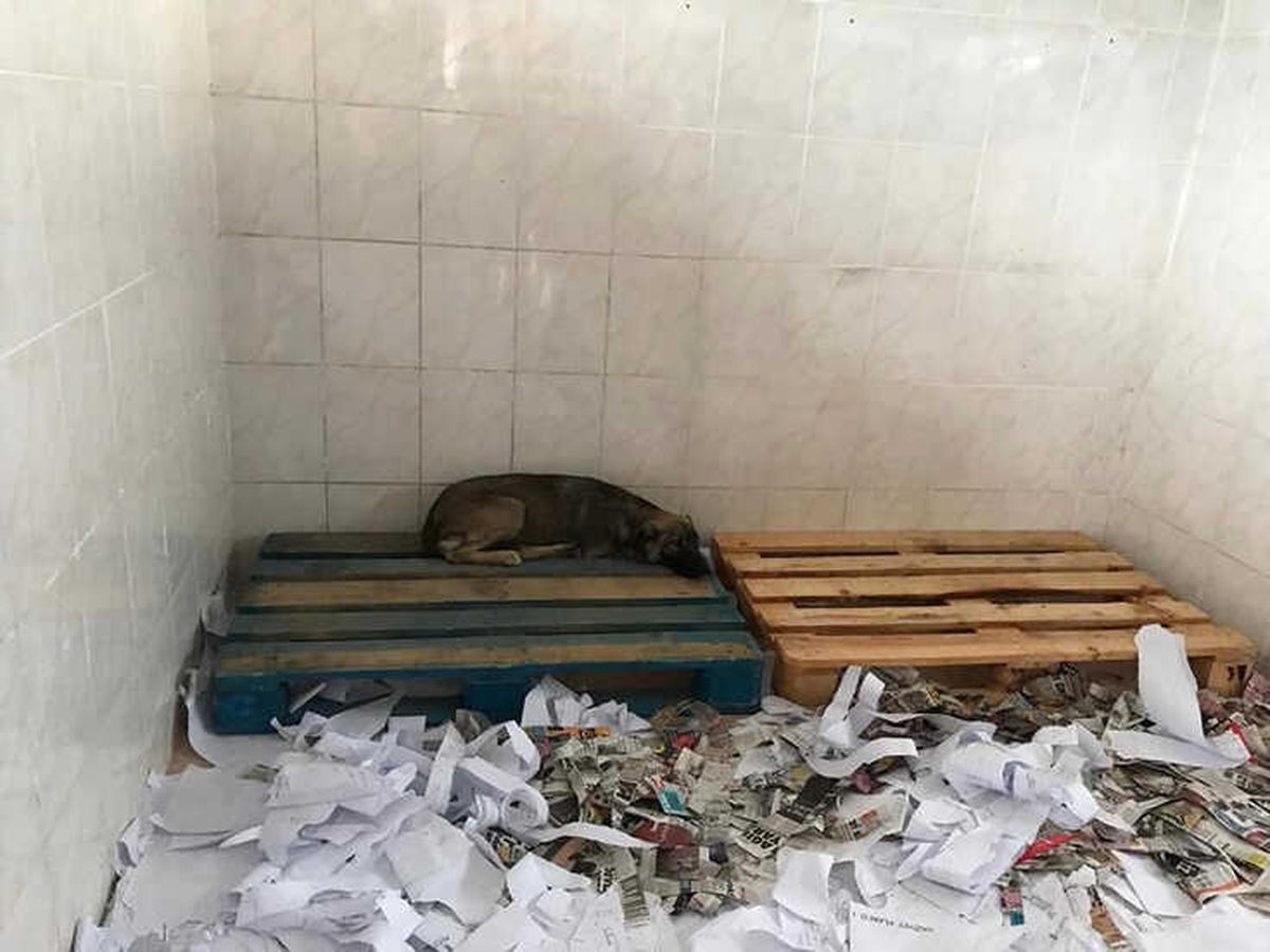 Başıboş Hayvanlar Aşılandı
