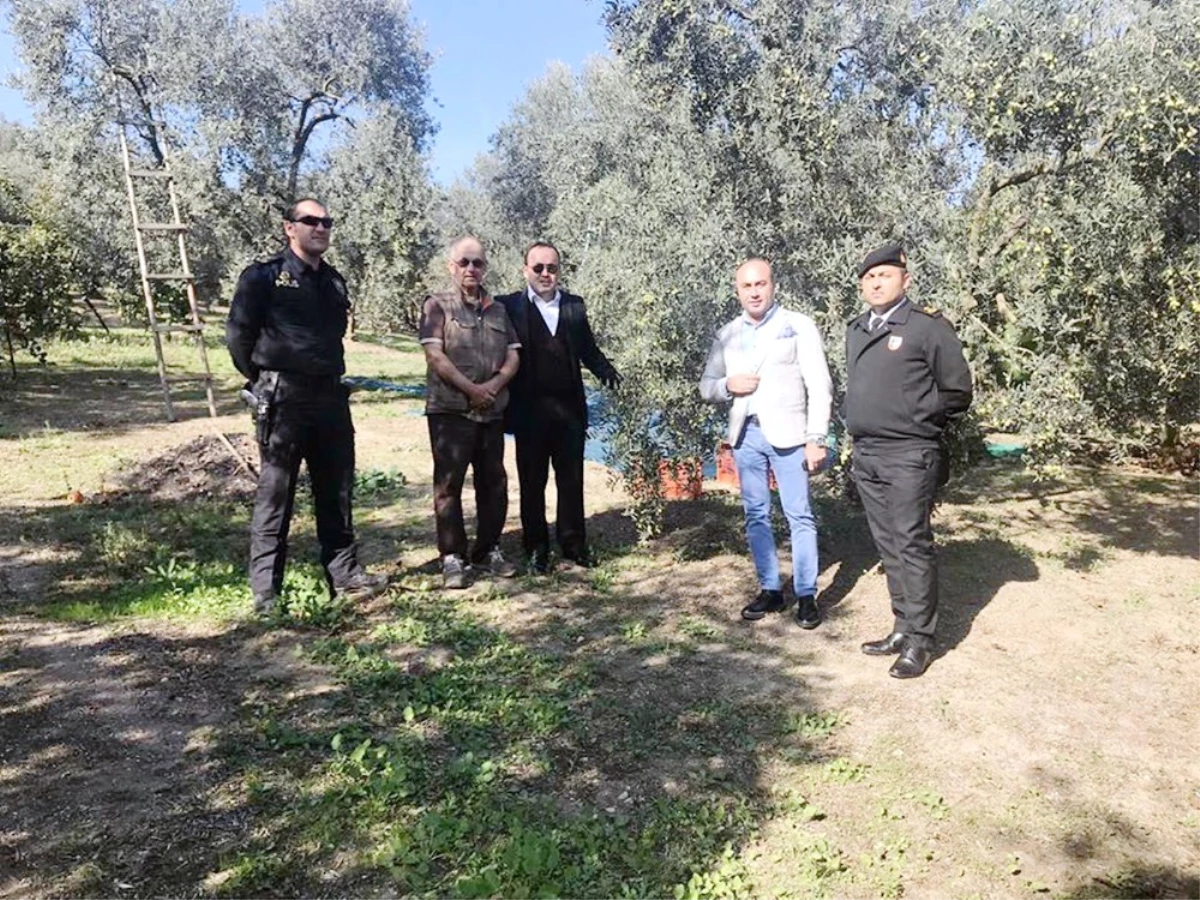 Kaymakam Zeytin Ağacına Çıkıp Rekolte Kontrolü Yaptı