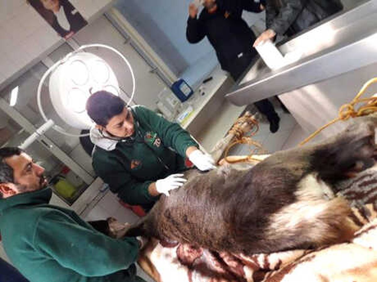 Köpeklerden Kaçıp Denize Atlayan Geyiği İtfaiye Kurtardı (2)