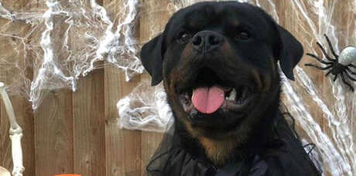 Sterling, Ailesini Korumak İçin 15 Bin Pounda Köpek Aldı