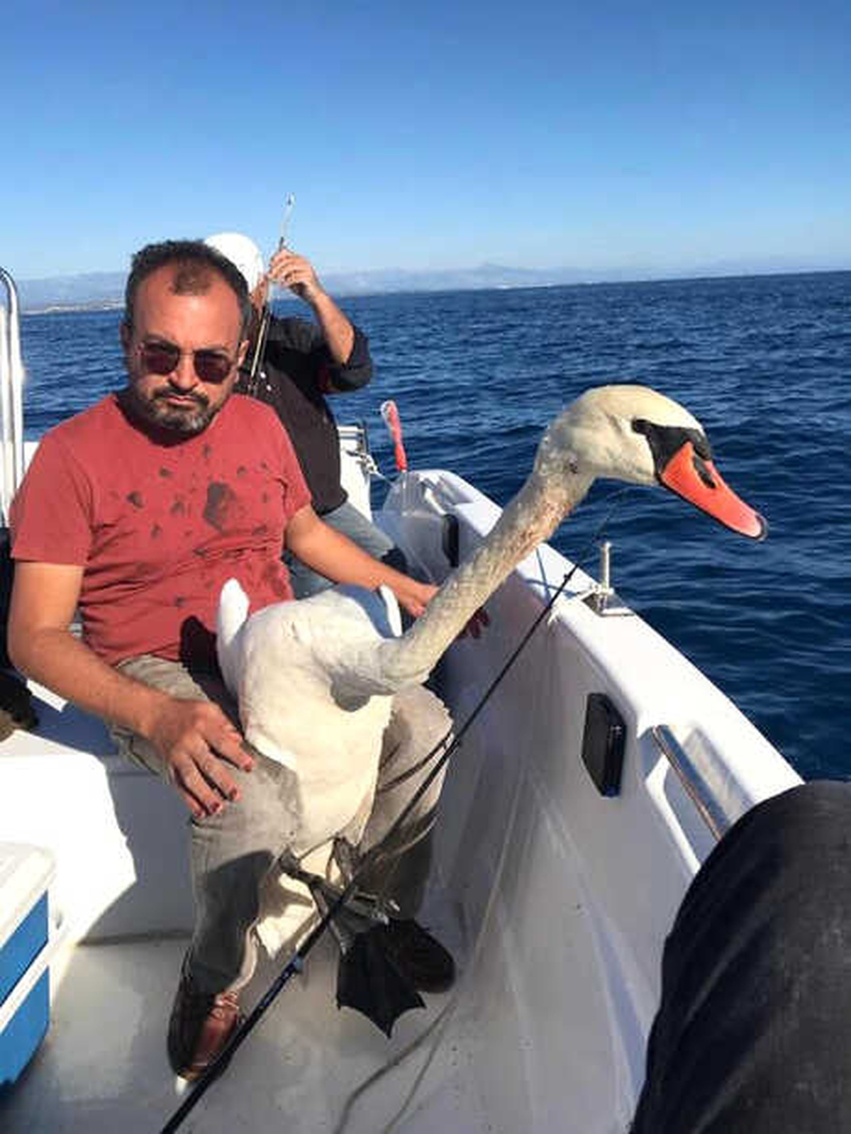 Açık Denizde Bulduğu Yaralı Kuğuyu Kurtardı