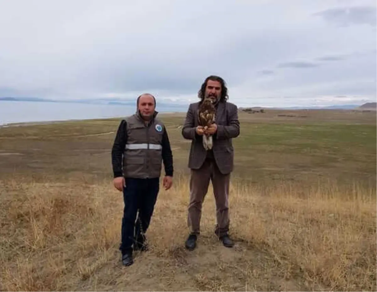 Tedavisi Tamamlanan Kızıl Şahin Yaşam Alanına Bırakıldı