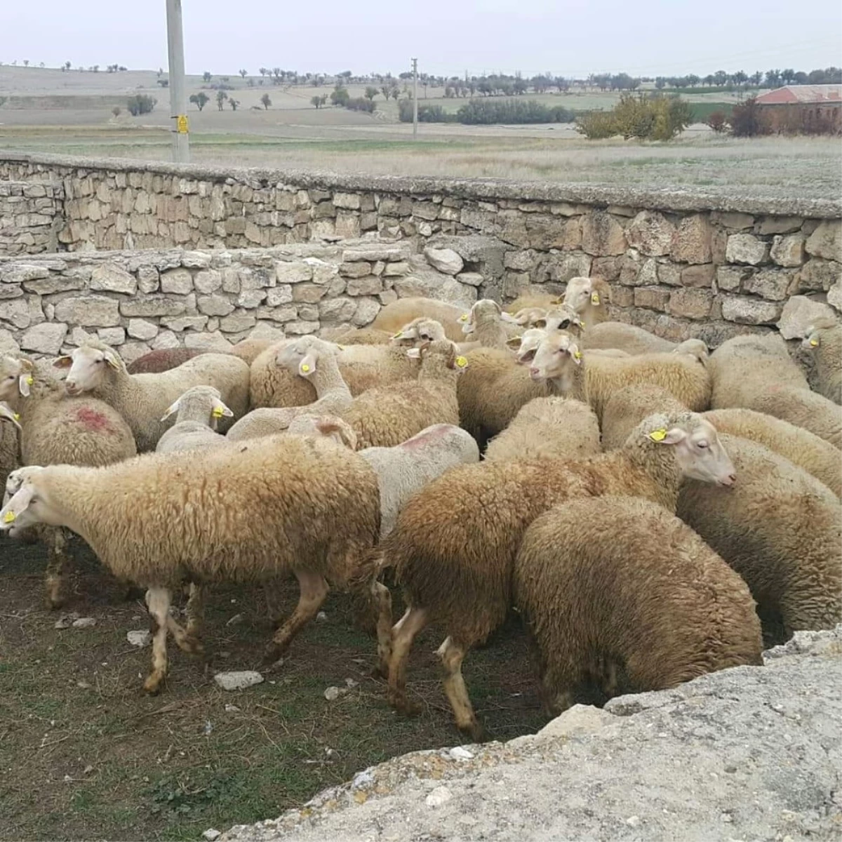 Genç Çiftçi Projesi Kapsamında 170 Küçükbaş Hayvan Sahiplerine Ulaştı