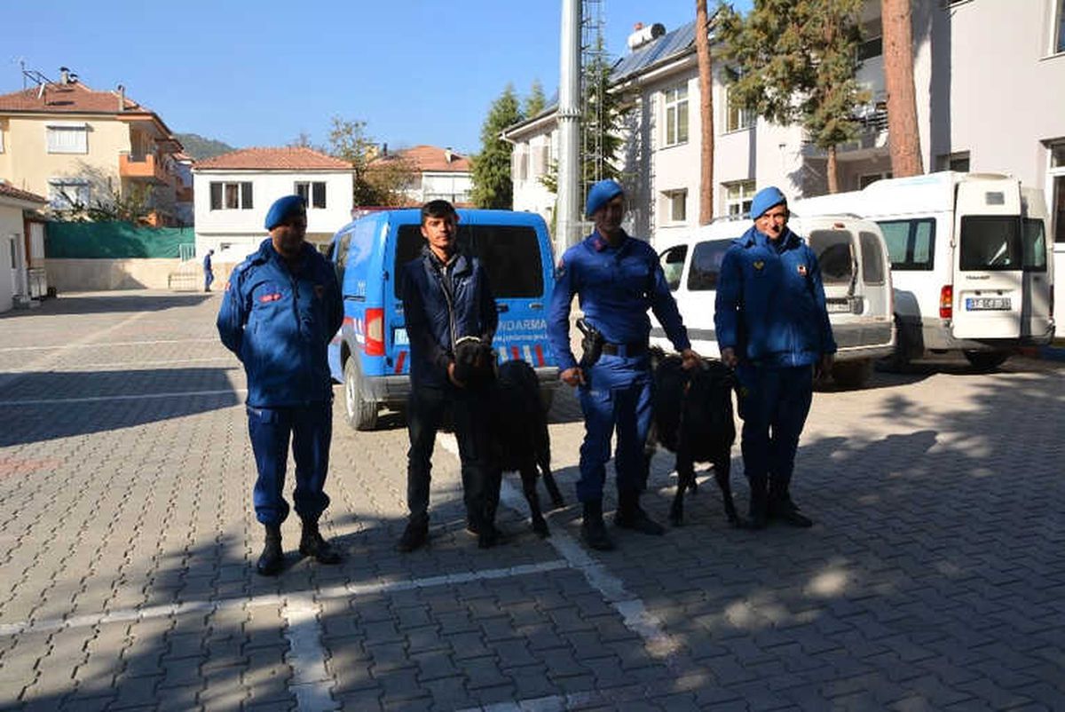 Jandarma Keçi Hırsızlarını Yakaladı