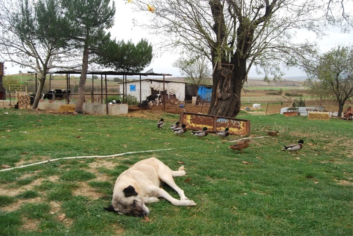 Köpekleri Zehirleyip 40 Koyunu Çaldılar