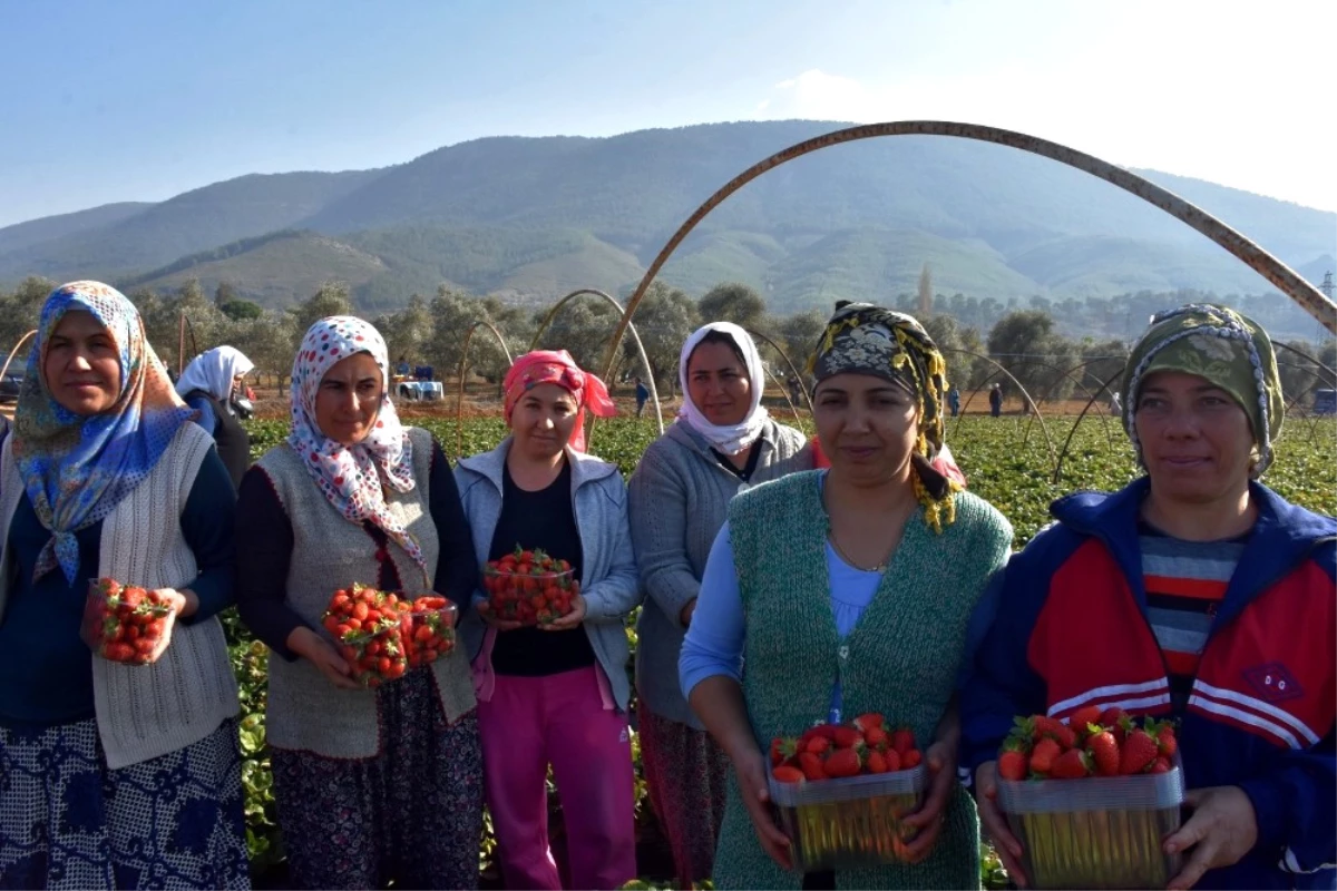 Muğlalı Çiftçinin Yeni Gözdesi \'Çilek\'