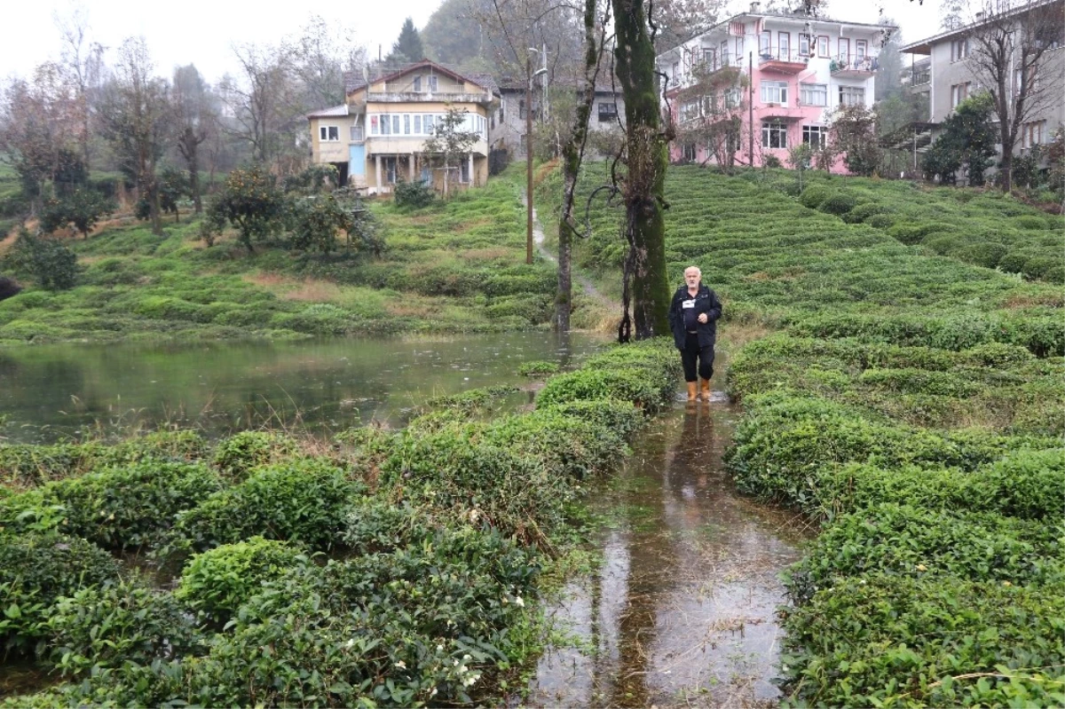 Rize\'de Şiddetli Yağmur Nedeniyle Tarım Arazilerini ve Bir Evi Su Bastı