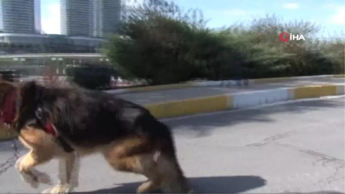 Şanslı İsimli Felçli Köpek Yürüteçle Hayata Tutundu