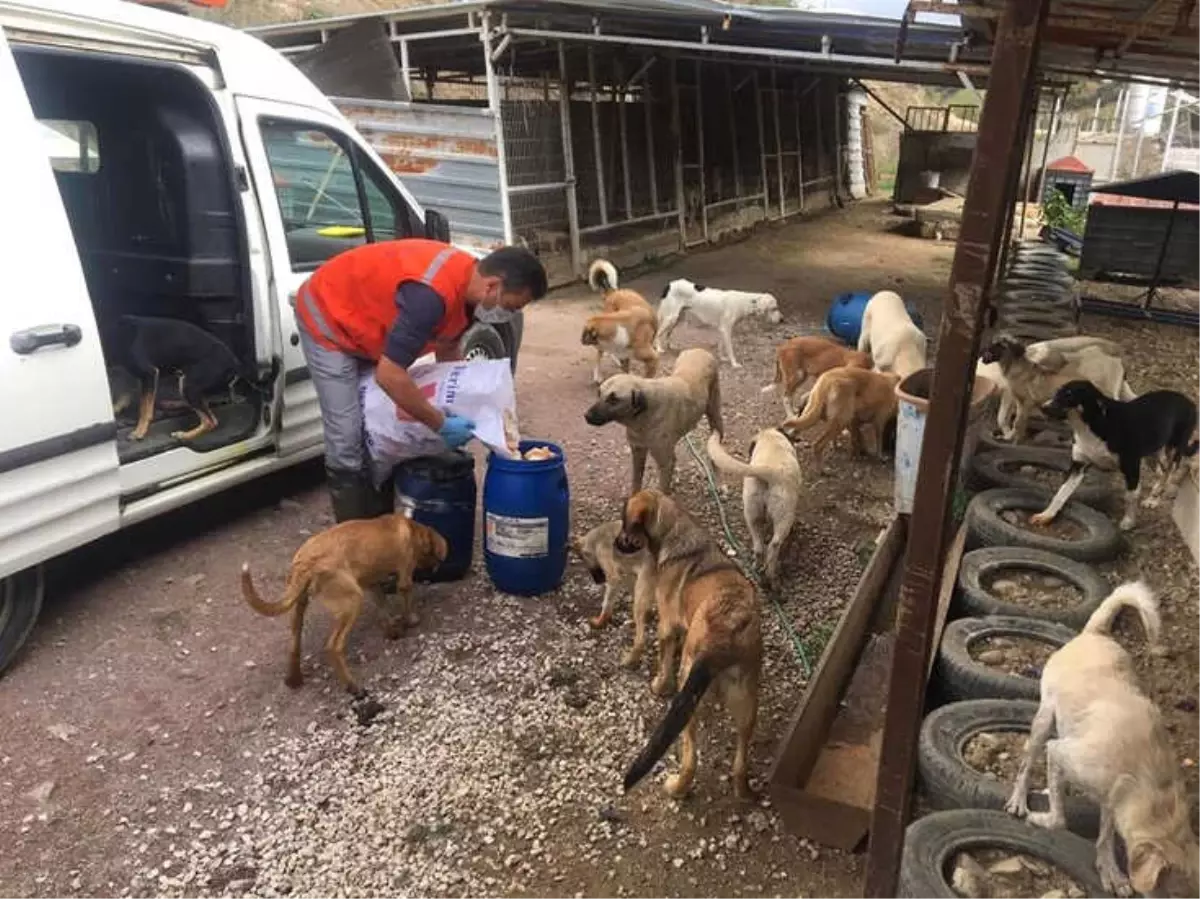 Sokak Hayvanlarına Şefkat Eli