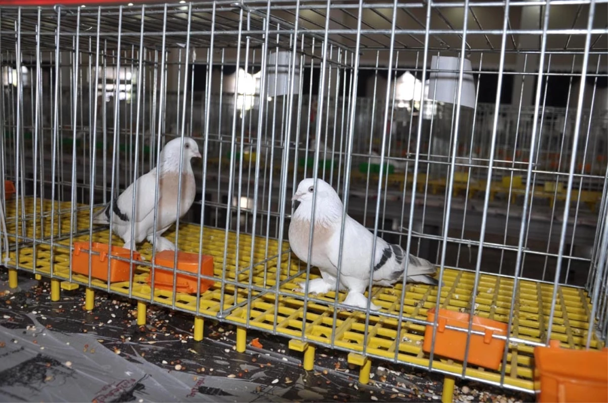 Türkiye\'nin Dört Bir Yanından Güvercin Severler Katıldı
