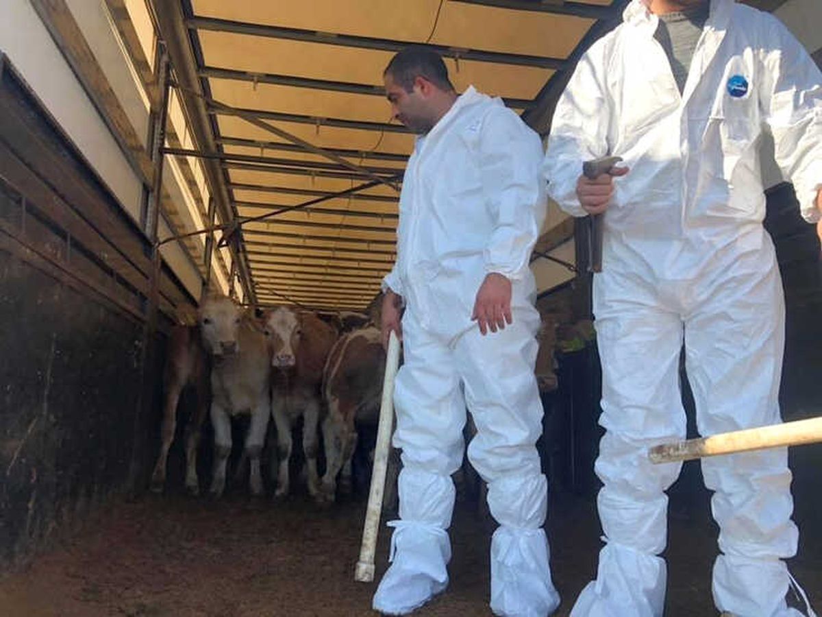 20 Genç Çiftçiye 100 Büyükbaş Hayvan Dağıtıldı